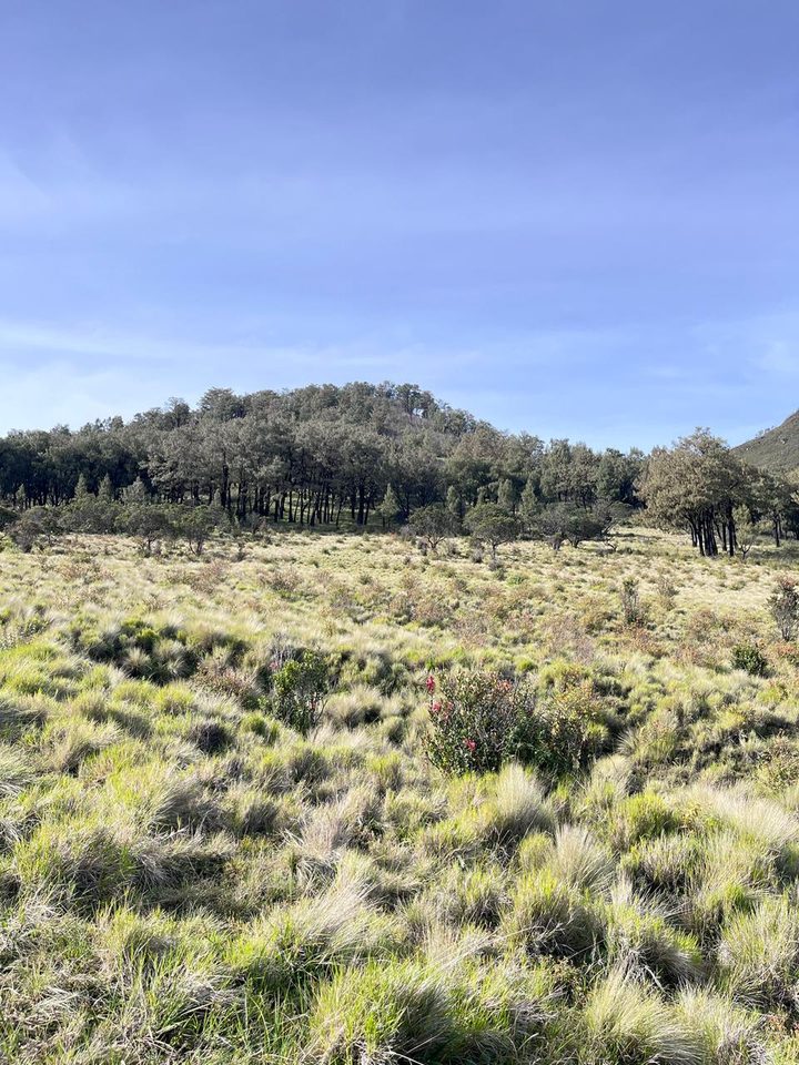 Savana Pegunungan